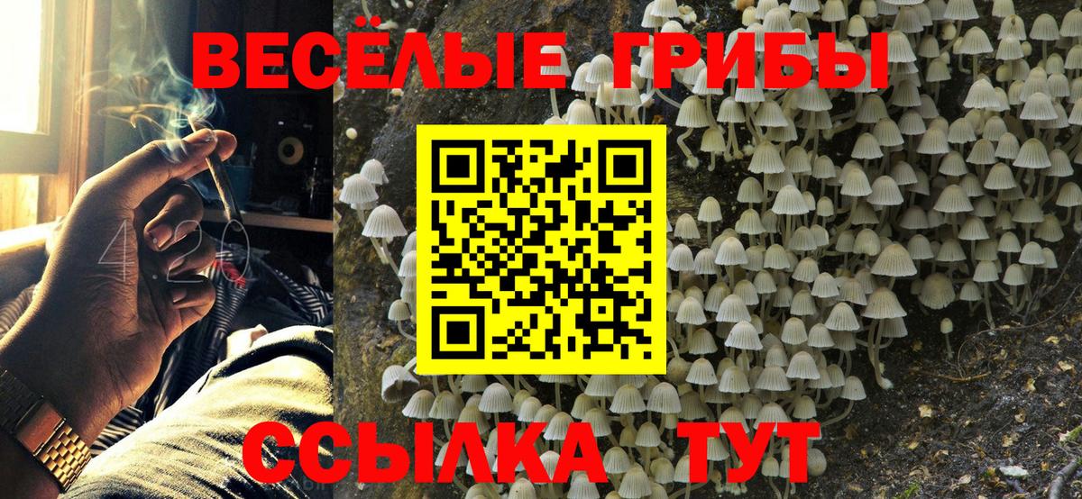 Псилоцибиновые грибы мицелий Отрадное